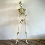 Halloween Skeleton Life Size Human Skeleton with Posable Joints Weather-Resistant Garden Decor Spooky Photo Props for Holiday